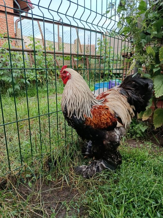 Koguty  Brahma olbrzymie