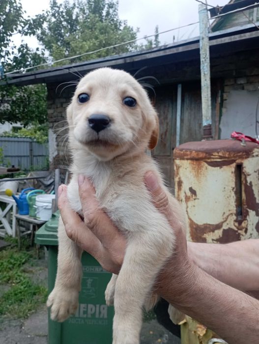Віддам цуценят в добрі руки.