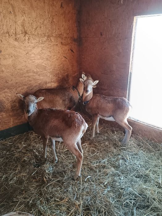 Muflony/owce/kameruńskie/