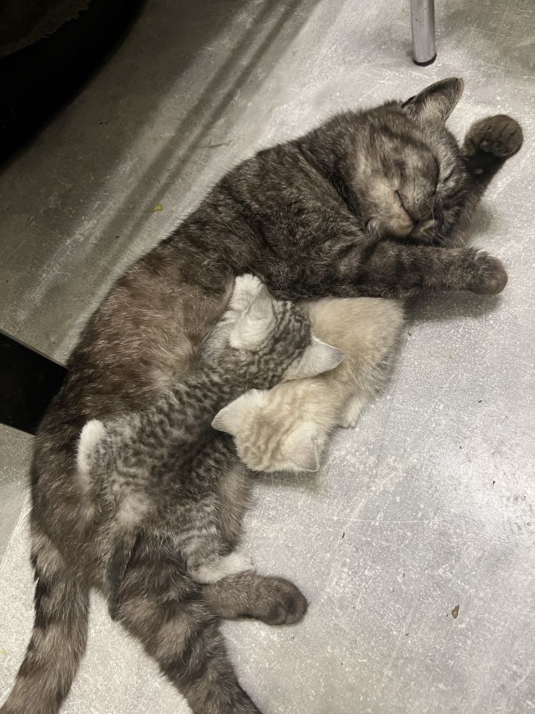 Котики в добрі руки