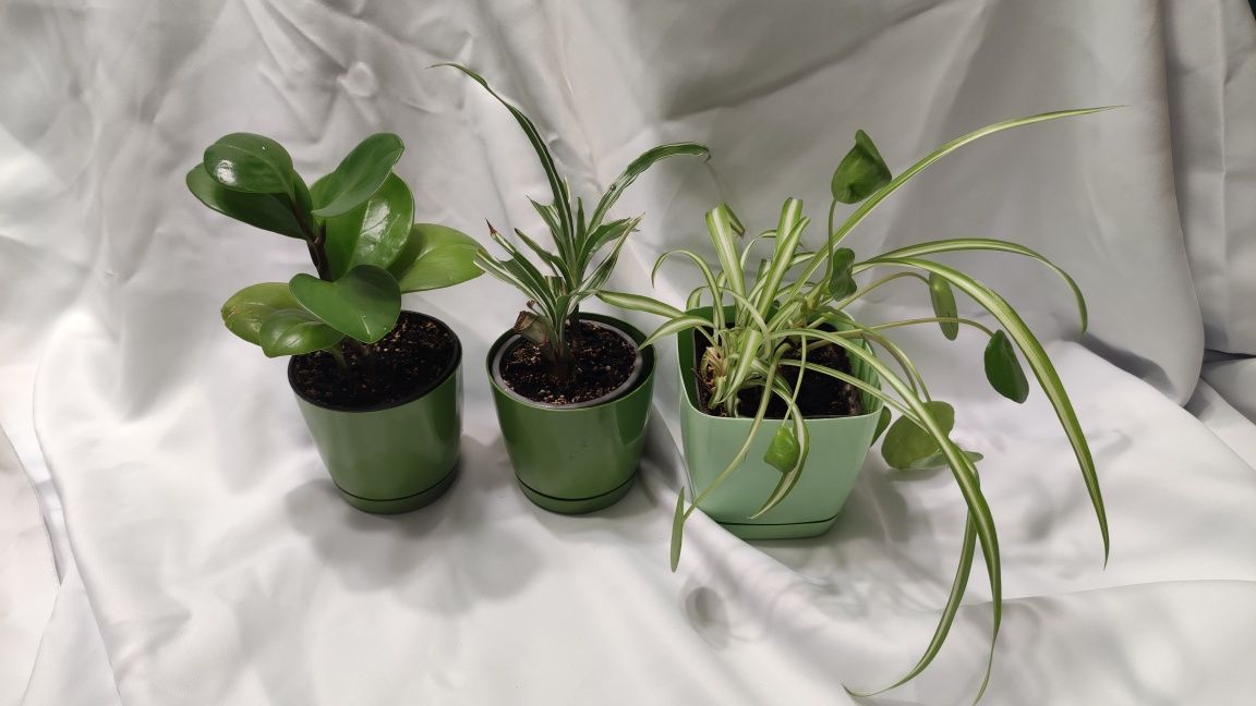 Zestaw 4 roślinek Peperomia,Zielistka,Dracena,Pilea