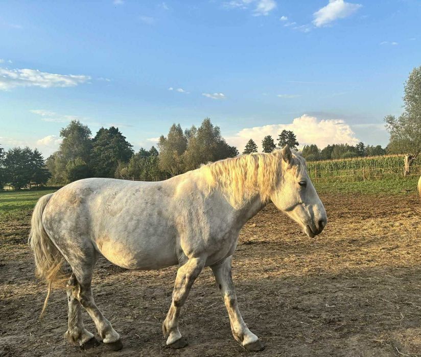 Szukamy domu dla Samby- adopcja bezpłatna