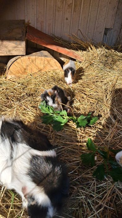 Świnka morska Kawia domowa