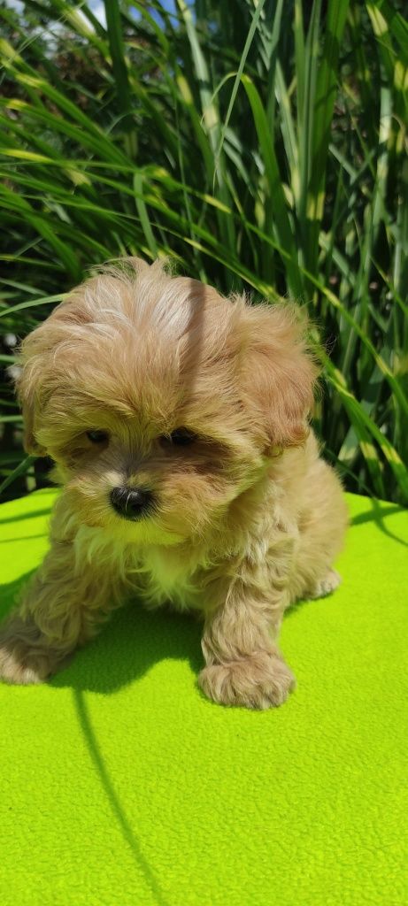 Maltipoo szczeniaczek z certyfikatem