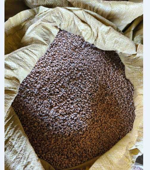 Sprzedam Pszenicę, kukurydze suchą i owies 2025 r.