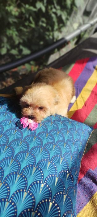 Maltipoo chłopiec Warszawa maltańczyk pudel