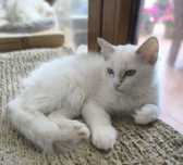 CUDOWNA kotka Ragdoll blue bicolour tabby po Supreme Champion