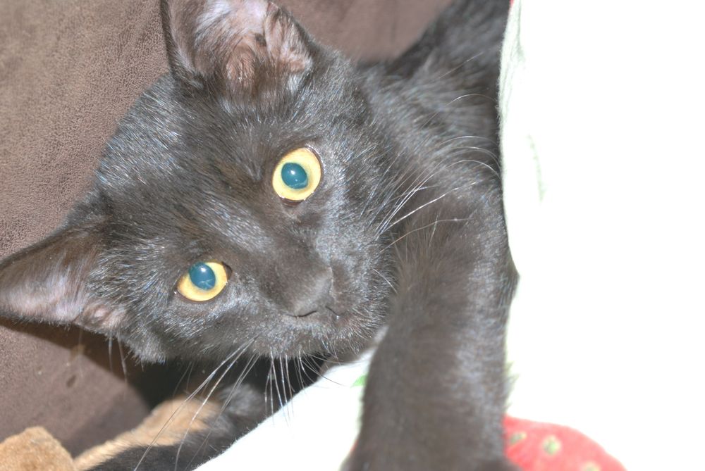 Кошечка в хорошие руки