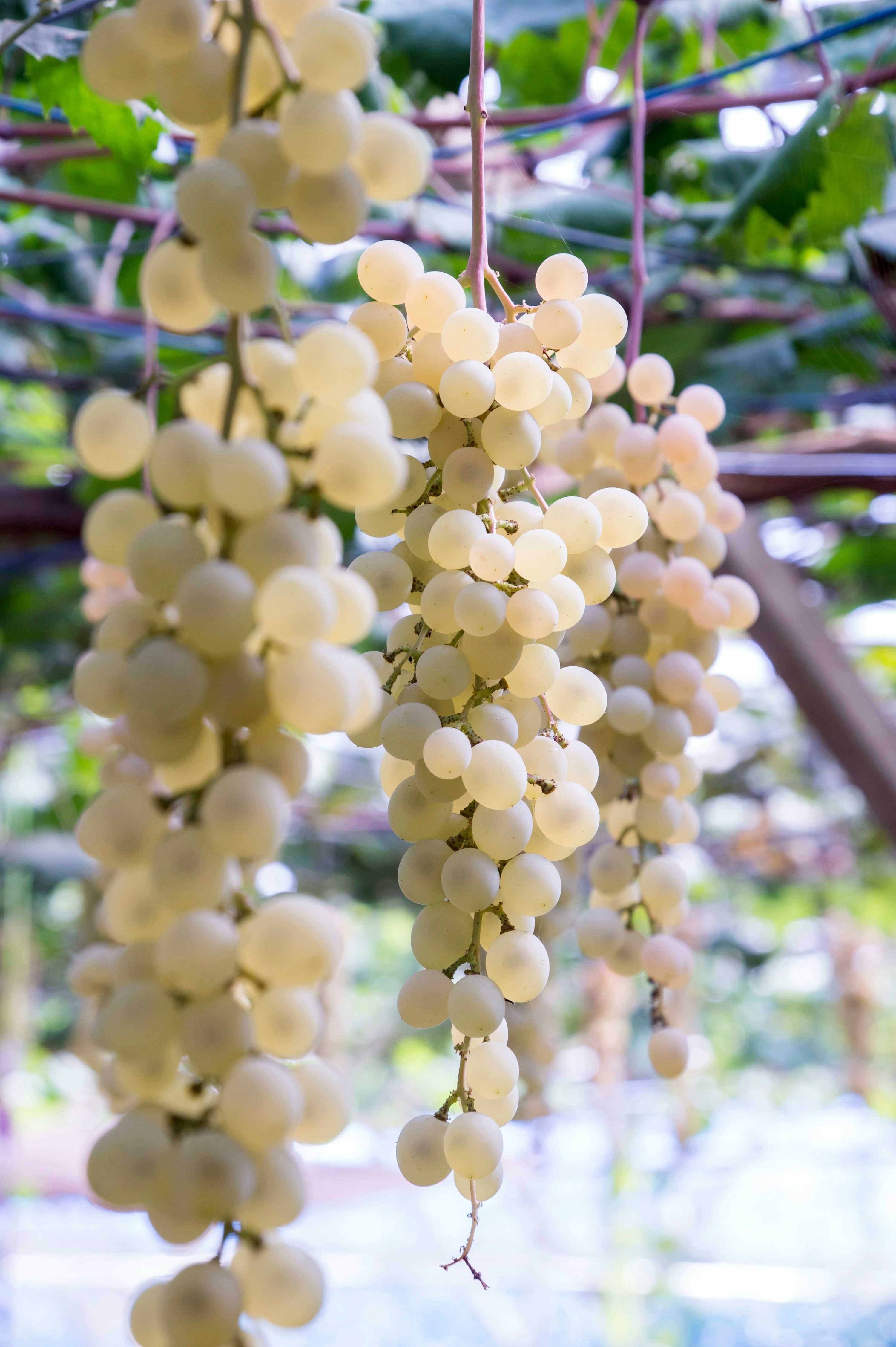 Uvas para vinho Tinto e branco em Chaves