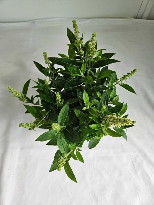 Budleja Dawida Little White 35cm – ozdobny krzew motyli do ogrodu C2