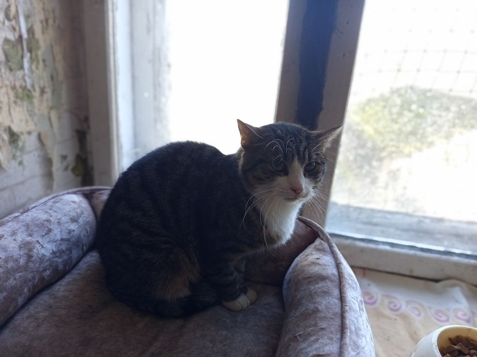 Kocurek Migdał marzy o domku