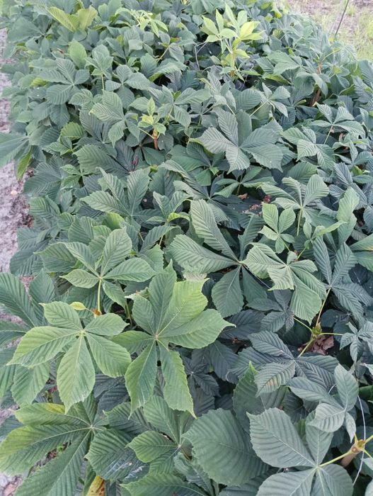 kasztanowiec sadzonki  30-60 3 zł/sztuka