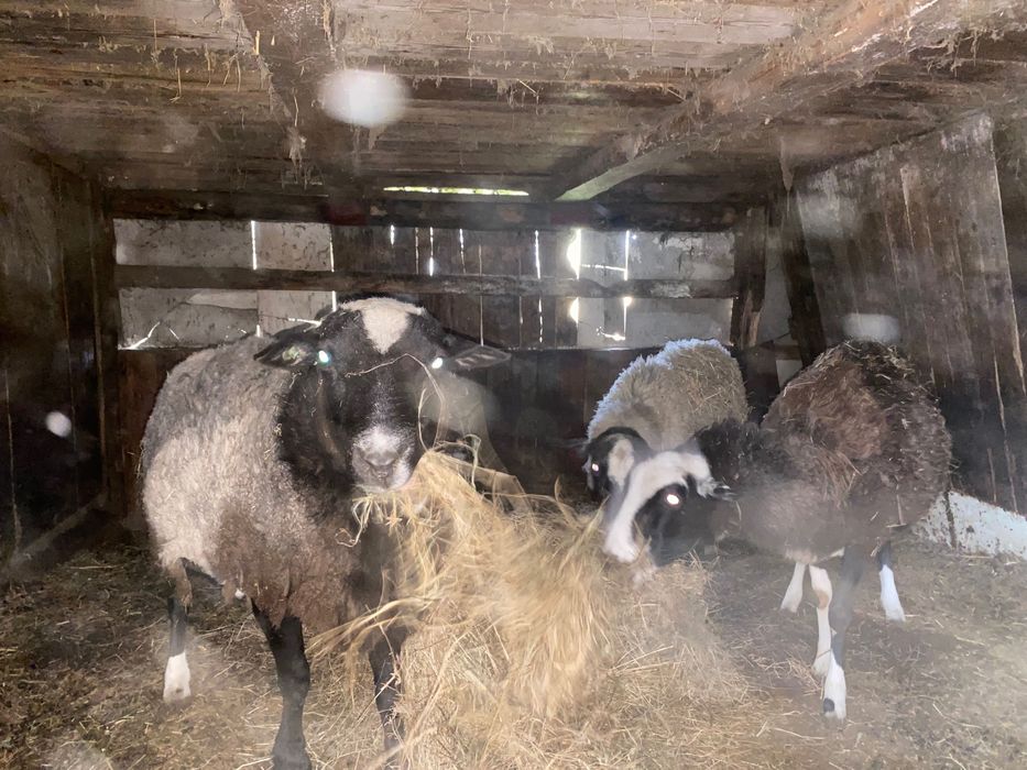 Продам троє овець