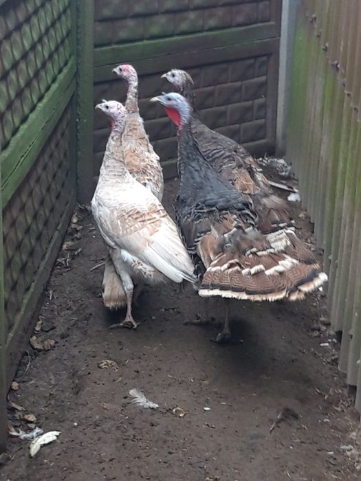 Indyk  indyki   4  szt  INDYCZKI  polecam