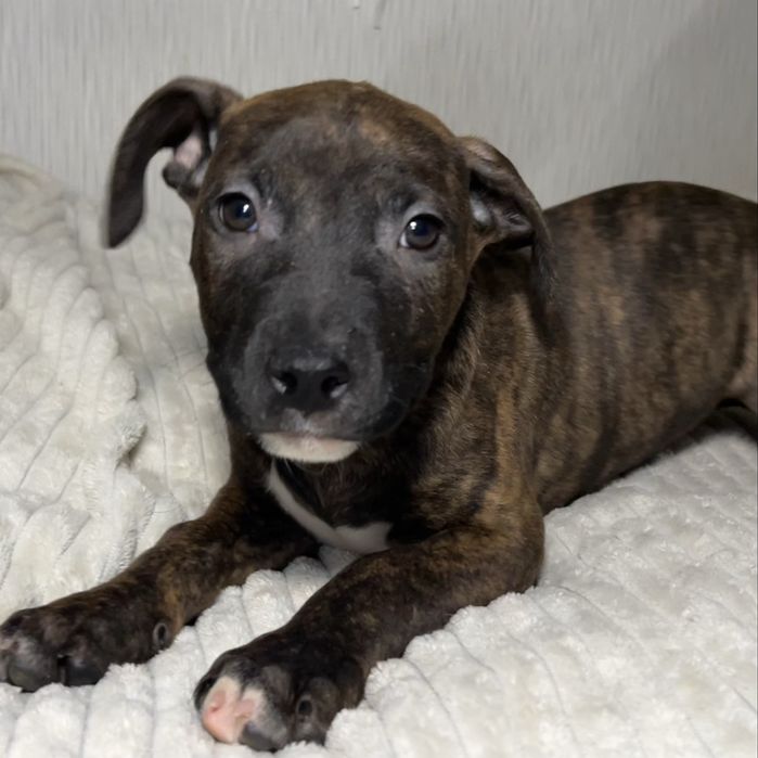 Цуценята амстафа