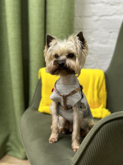 Шукаємо дівчинку! Кобель для вʼязок! Суми