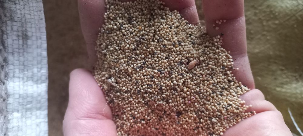 Amarantus - Szarłat 800 kg ziarna Pokarm dla ptaków