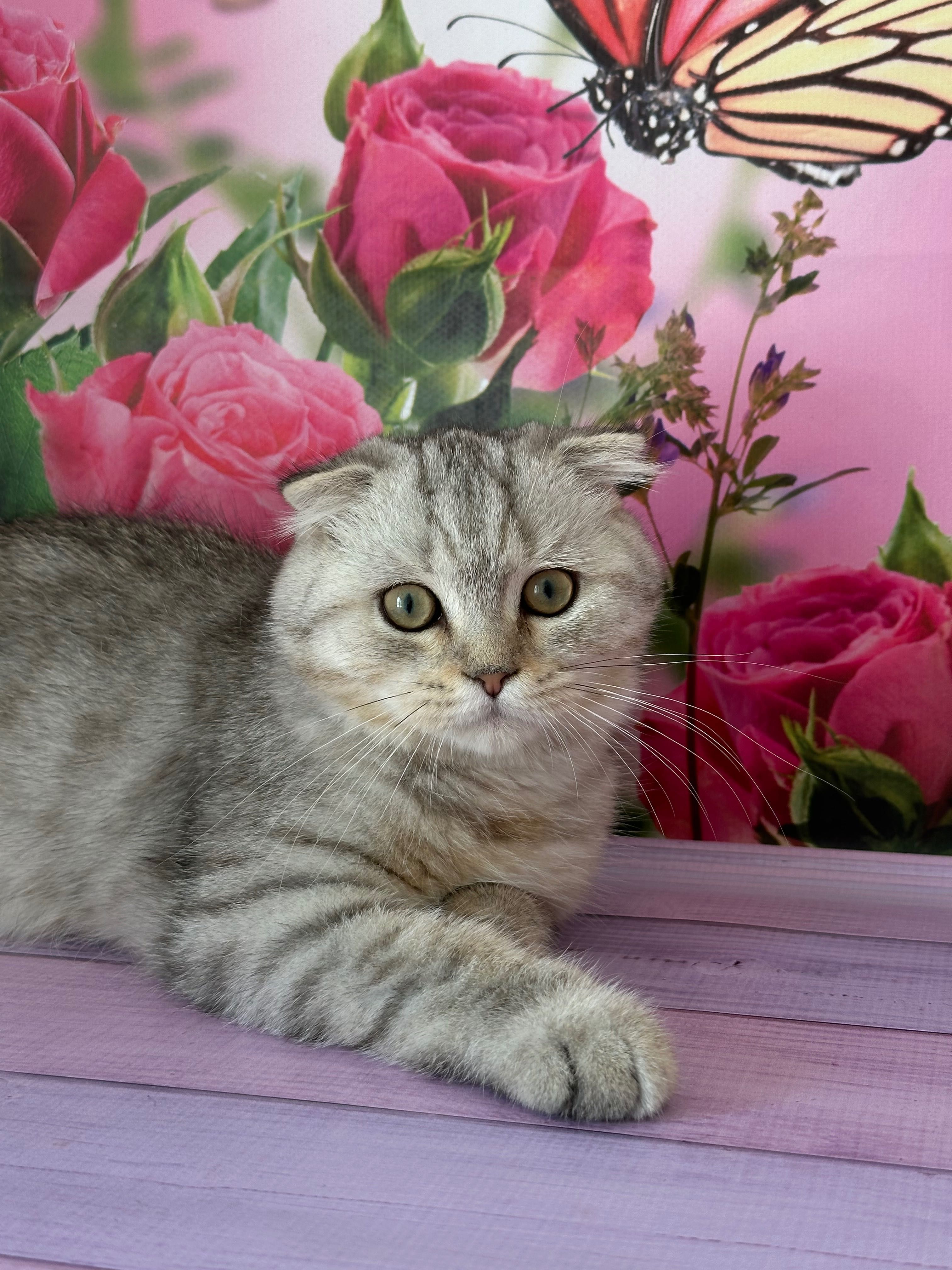 Scottish Fold macho