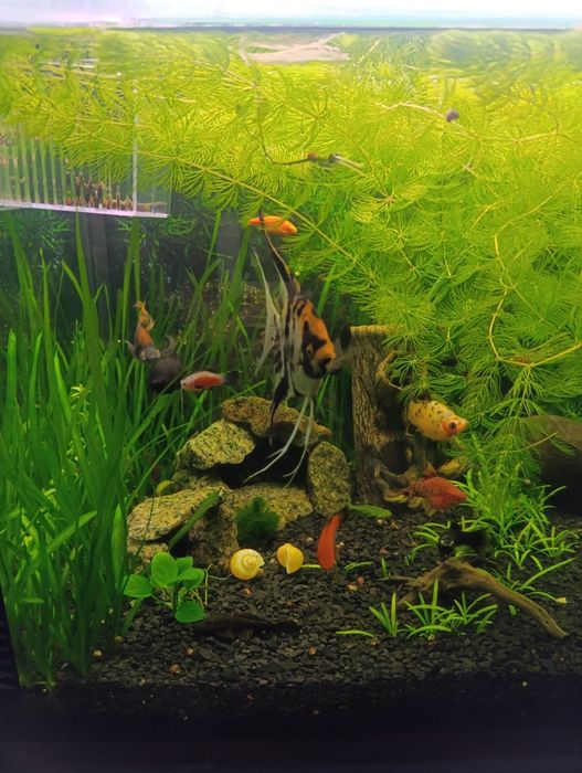 Продам аквариум на 240 литров