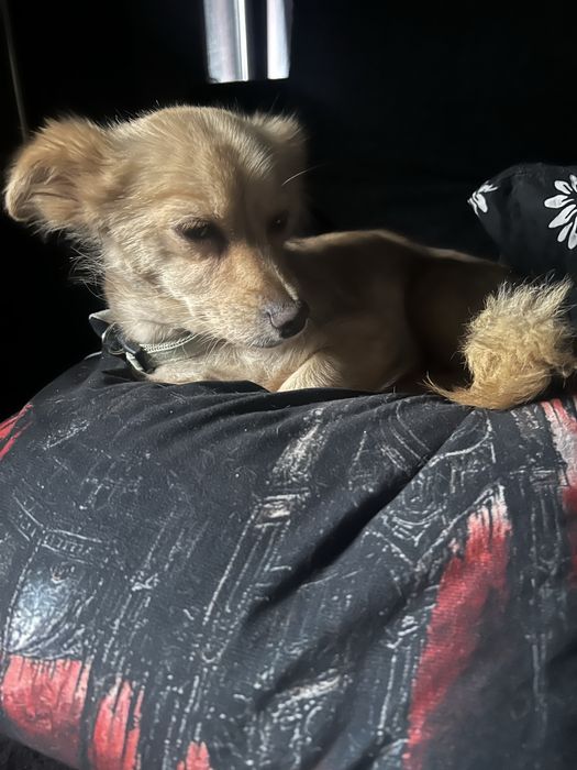 Siri ma 1,5 roku i 2,5 kg w typie chihuahua
