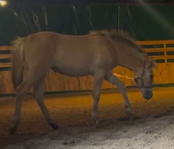 Odsadek zrebak klacz haflinger i fiord