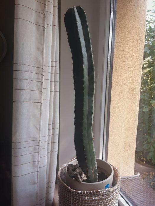 Kaktus długi - ogórek