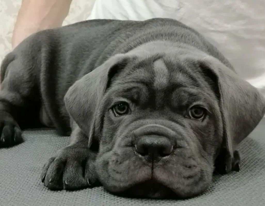 Cane Corso piękna suczka