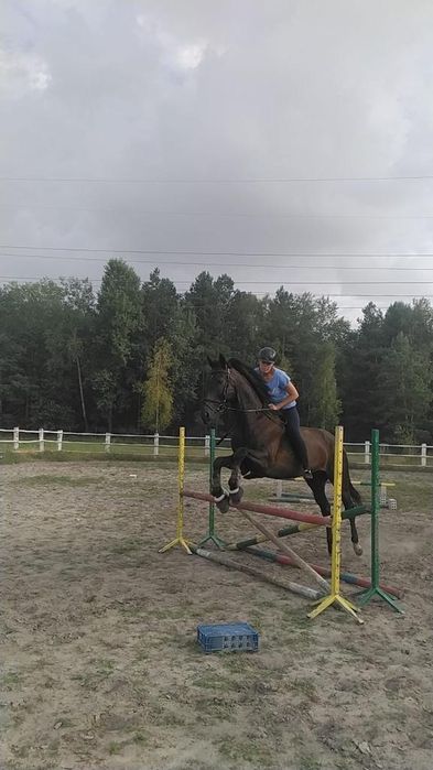 Sprzedam wałacha z 2010 roku SP