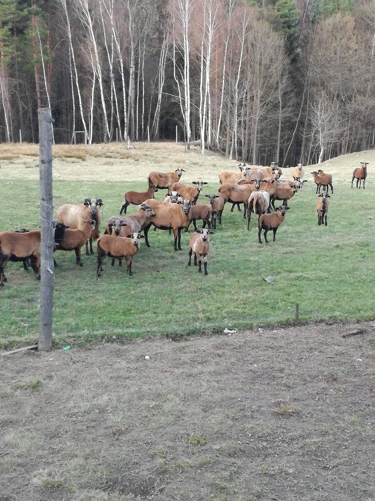 Owce tryki kameruńskie, mlode