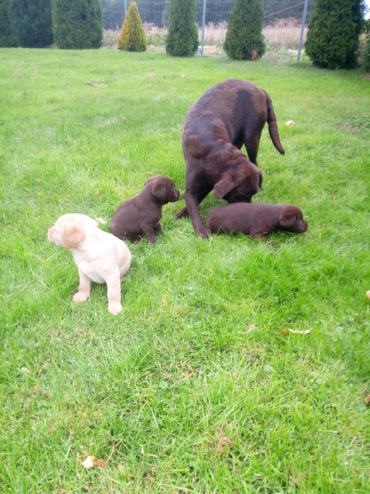 Labrador Retriever