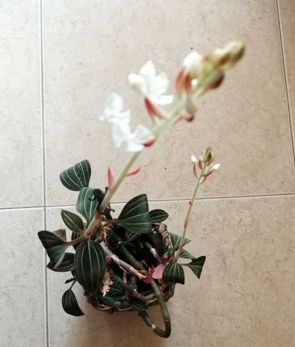 Ludisia discolor
