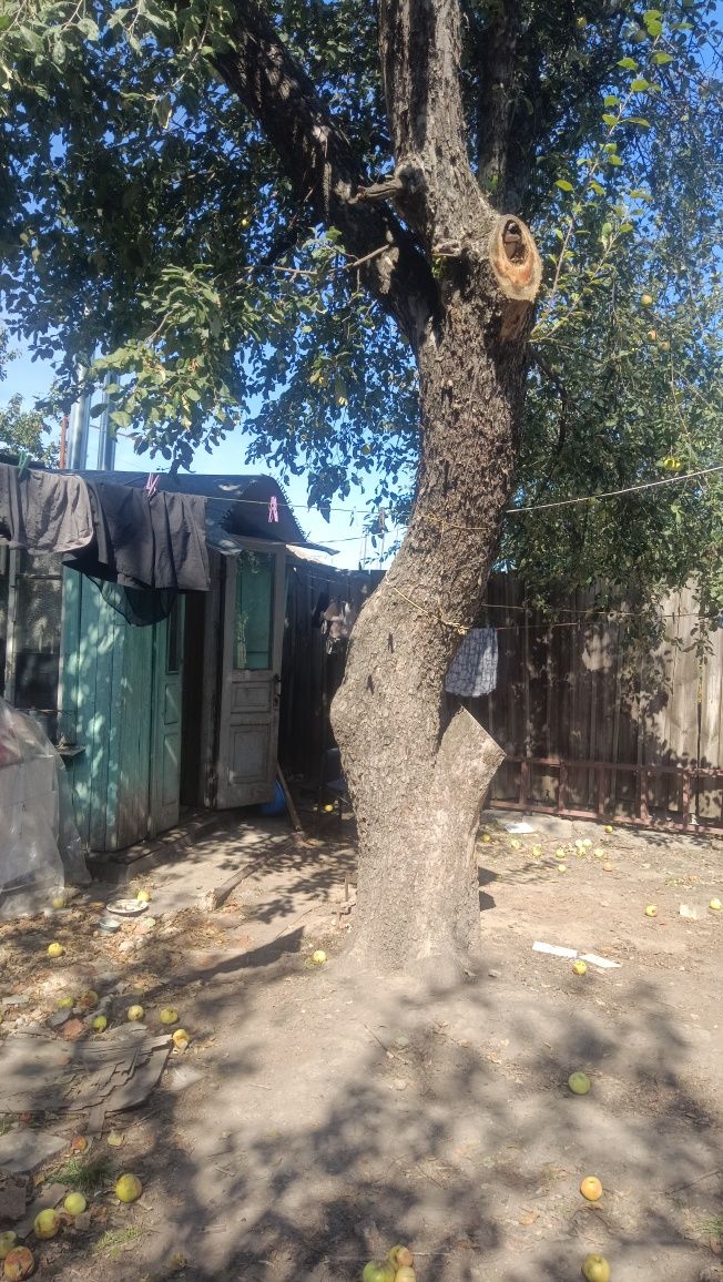Спиляти дерева собі на дрова