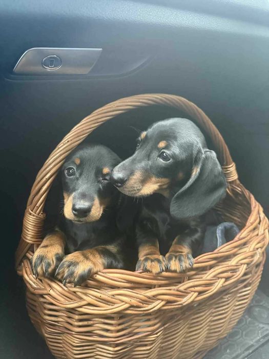 Jamnik krótkowłosy piesek