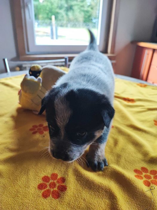 Suczka Australian Cattle Dog