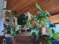 Monstera 3 sztuki