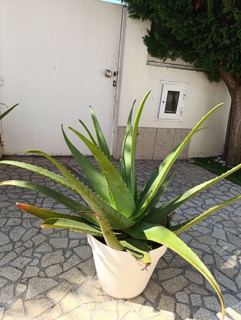 Vaso com planta Aloe Vera
