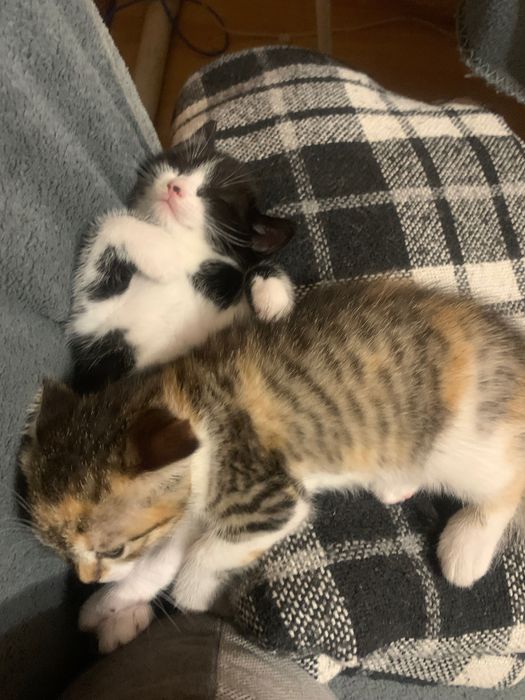 Кішка черепахового окрасу