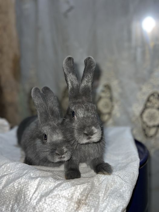 Віденьська голуба