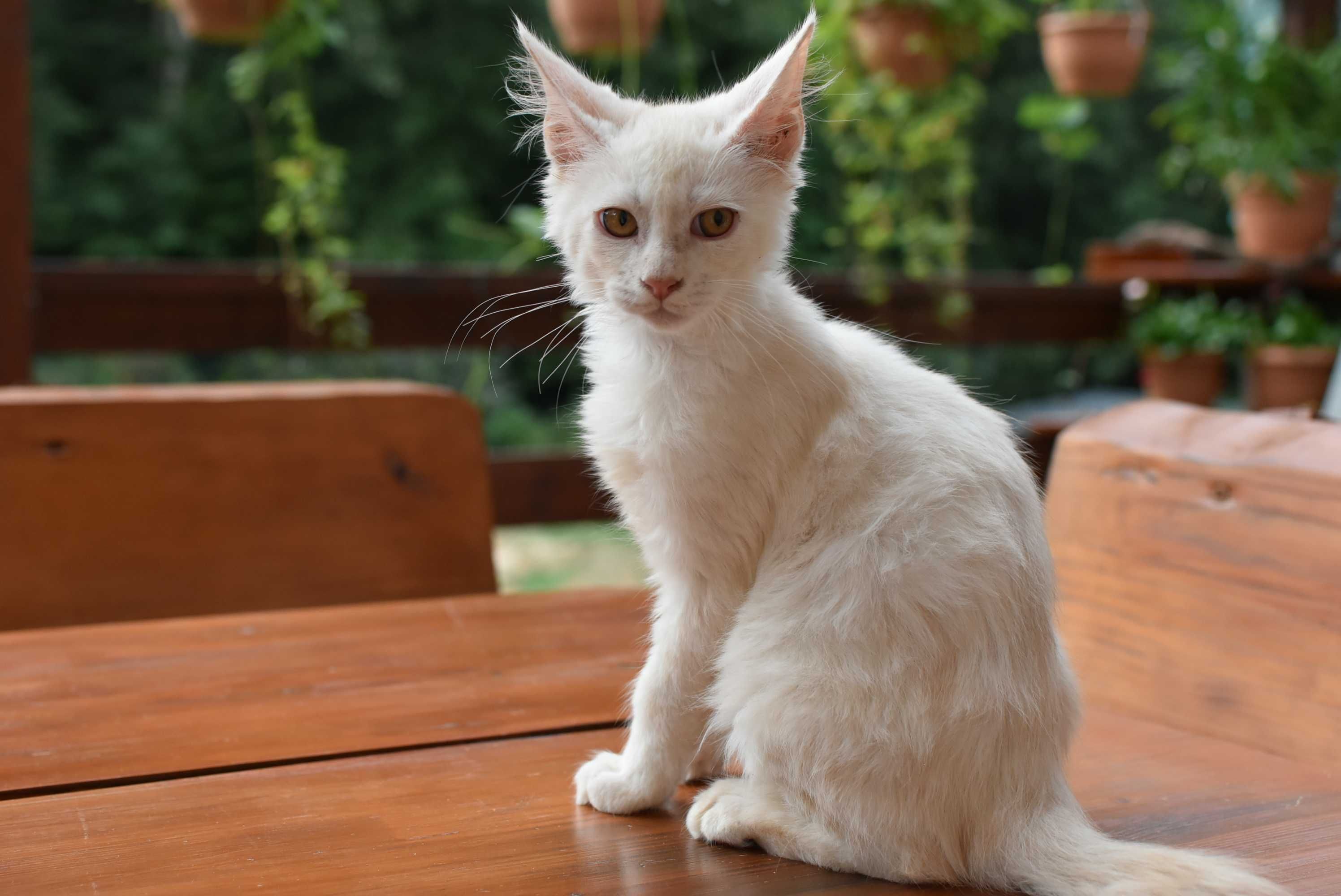 Gotowy do Odbioru/Kocurek Maine Coon ODO/Rodowód FPL