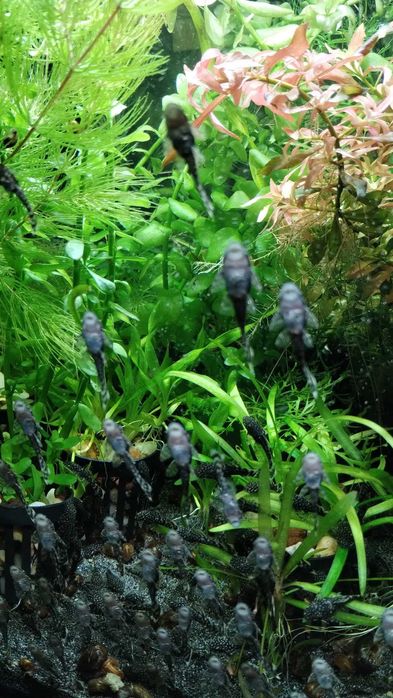 Ludwigia natans  (Ludwigia pływająca) / 3 sztuki