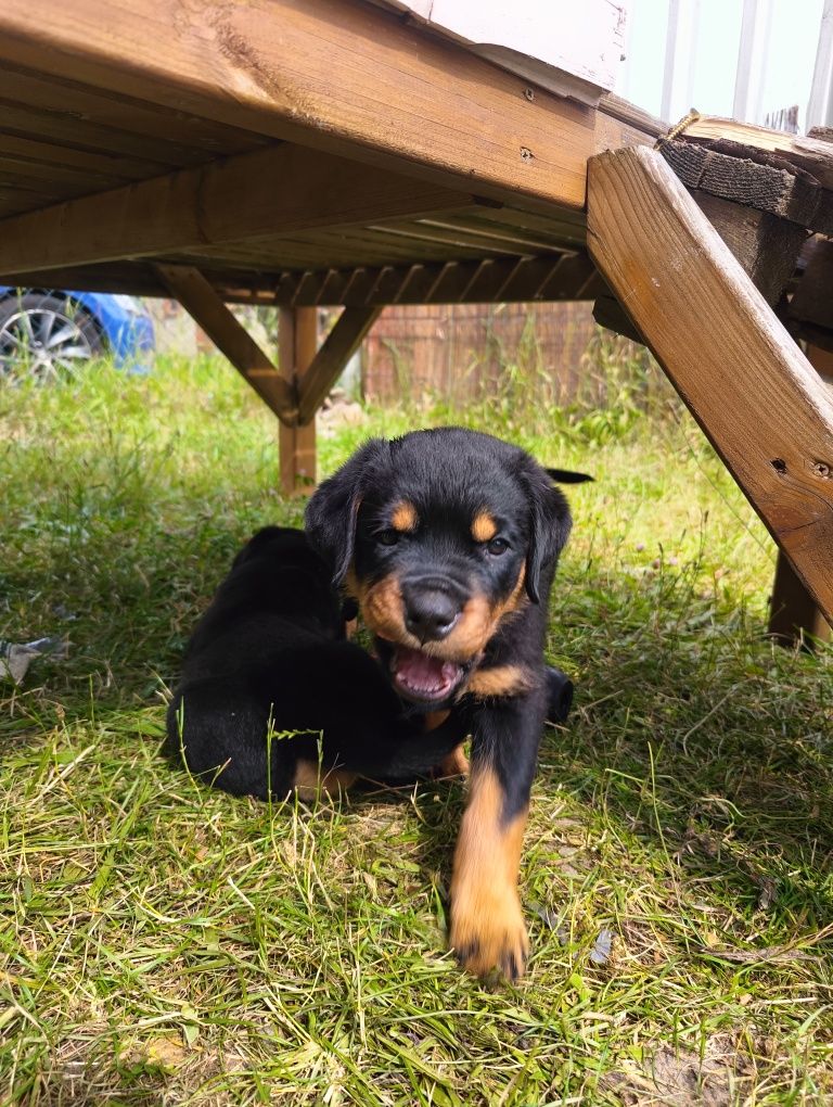 Rottweiler szczenię FCI ZKwP szczeniak pies TOP
