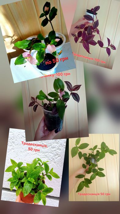 Традесканції, різні сорти