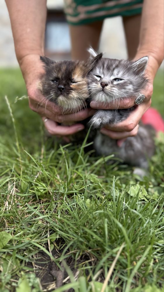 Котики коти кошенята