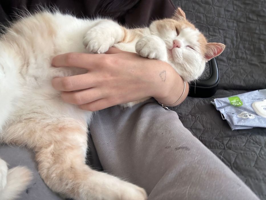 Кастрований рудий котик шукає дім. Кіт-липучка в добрі руки.
