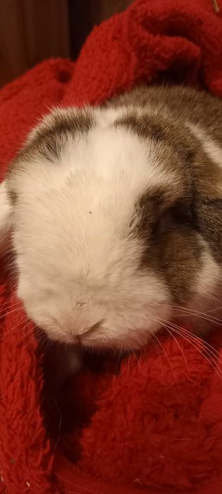 Królik mini lop z domkiem pilne