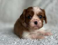 Cavalier King Charles Spaniel suczka FCI zarezerwowana