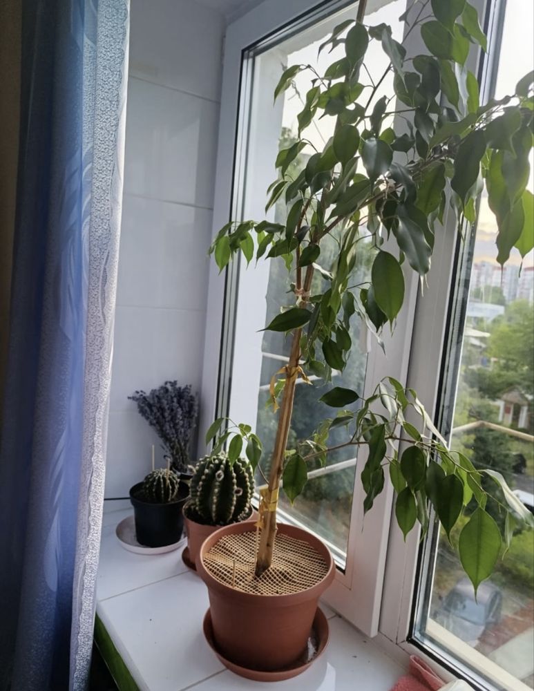 Тёщин язык, сансевие́рия, бенжамин