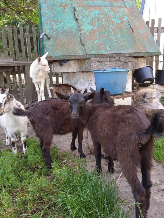 Козенята породисті