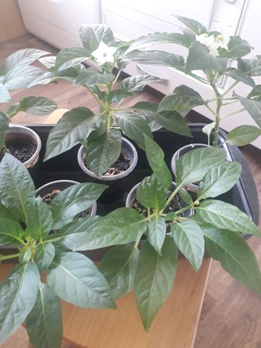 Продам комнатный острый перец.