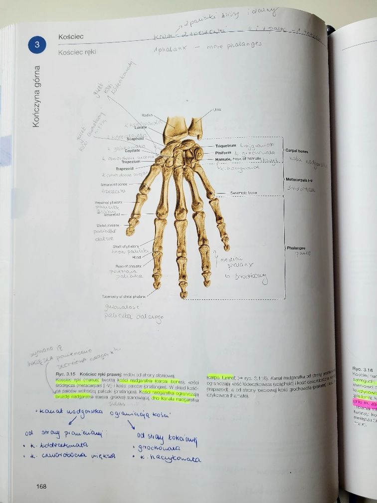 KOMPLET Atlasów Anatomii Człowieka SOBOTTA